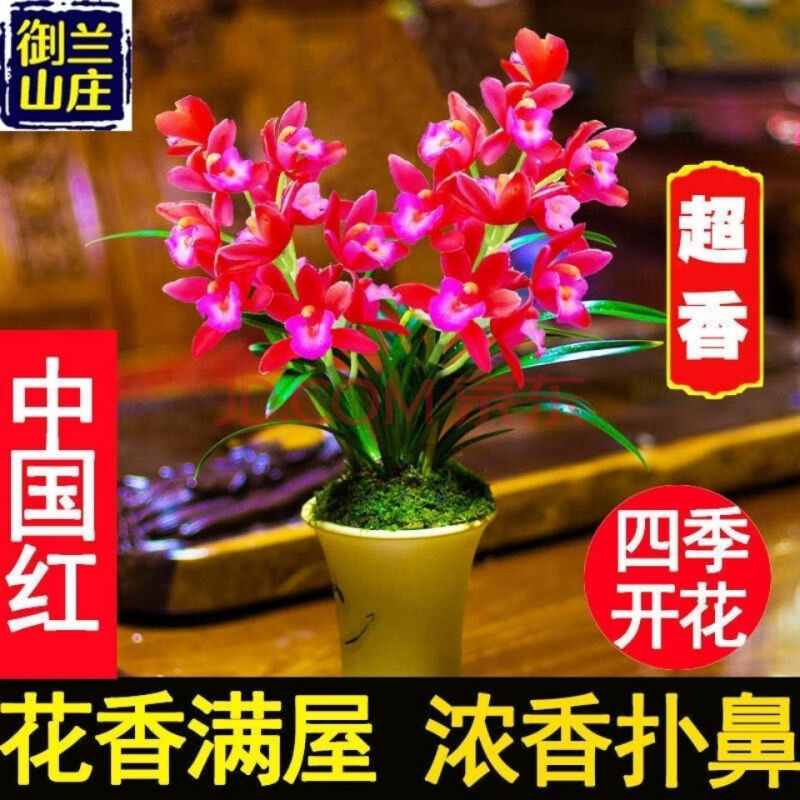 新店亏本价 【兰花】浓香型兰花苗盆栽室内绿植花卉当年开花 中国红 2