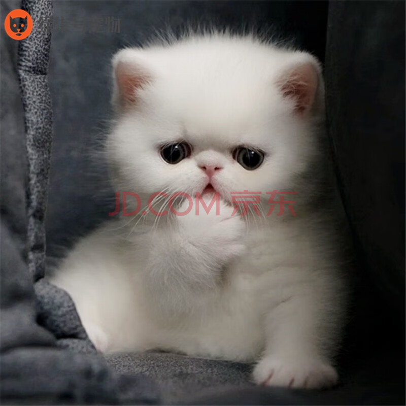 绿柒号纯种宠物加菲猫活体幼崽纯白宠物猫活体加菲猫异国短毛猫幼猫