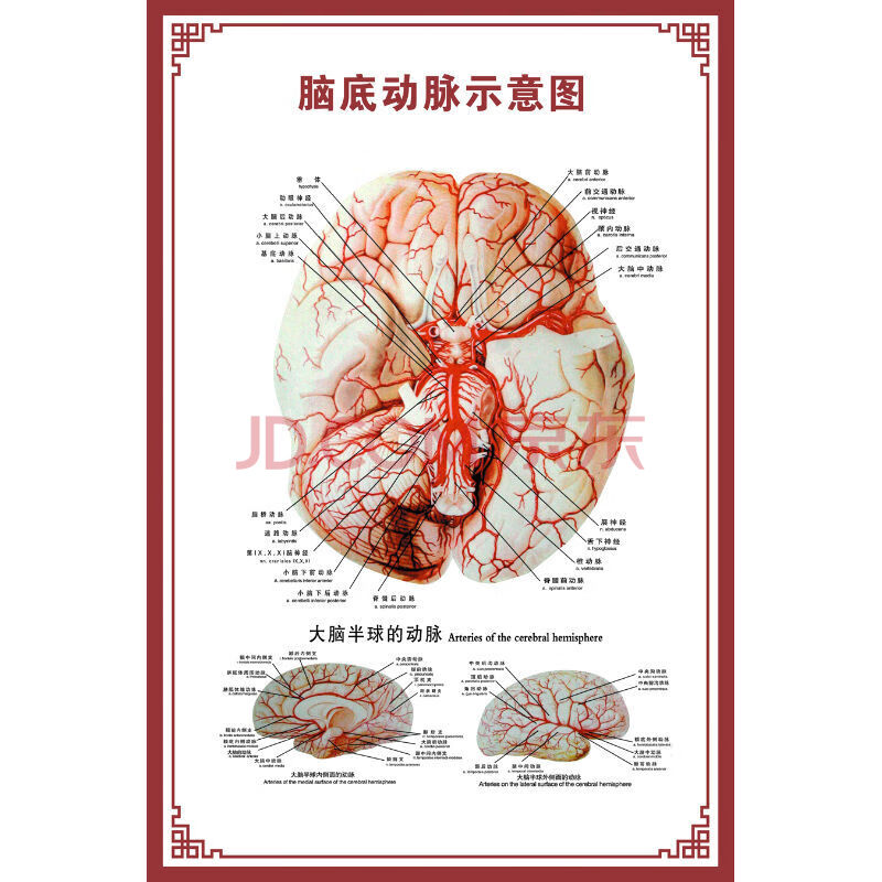 挂图器官示意图内脏结构图穴位图人体肌肉解剖图海报 脑底动脉示意图