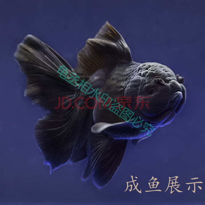 百褶黑泰狮精品金鱼活鱼苗f1元宝包金菠萝头冷水进口精品包活好养 11