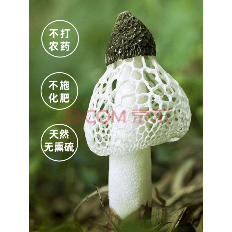 5折 贵州织竹荪菌菇干货竹逊新鲜足荪竹孙竹笙100g