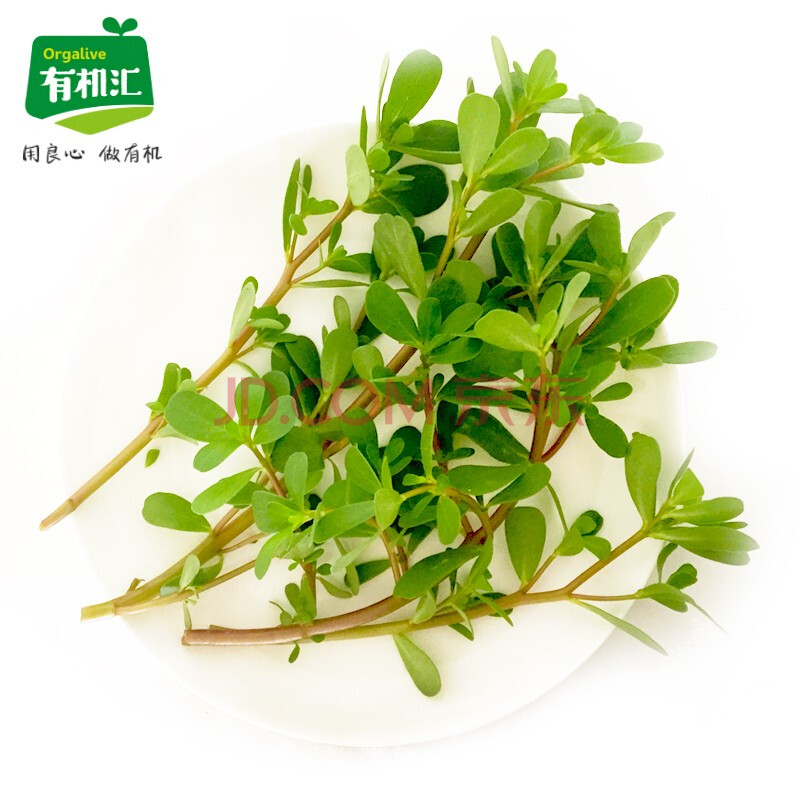 有机汇 马齿苋 苋菜 野菜养心菜 有机农场野生马齿苋