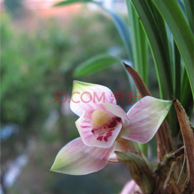 春兰浓香型【雪影】红荷红带花苞汉宫秋月室内兰花苗绿植盆栽 8苗带