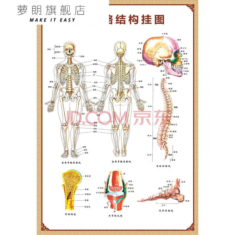 萝朗 人体解剖图结构示意图人体内脏器官骨骼肌肉构造