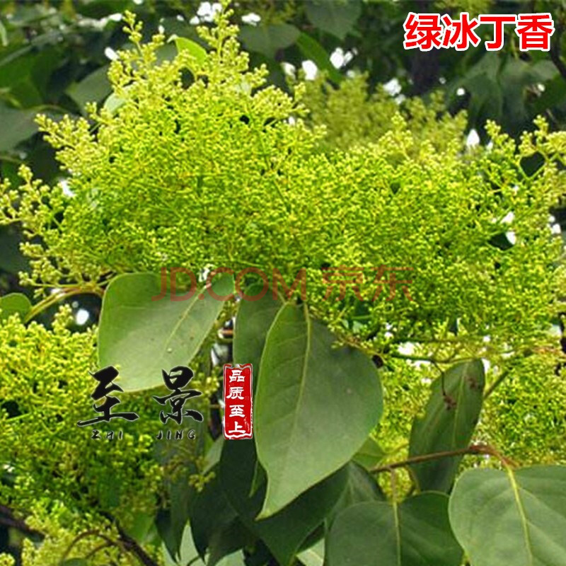 阳台盆栽花卉植物味浓香型 绿冰丁香 嫁接独杆树形4公分粗盆栽地栽