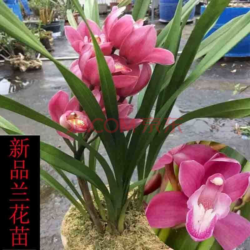 【精选】浓香型大花蕙墨建兰花卉盆栽室内植物绿植当年开花兰花苗兰花