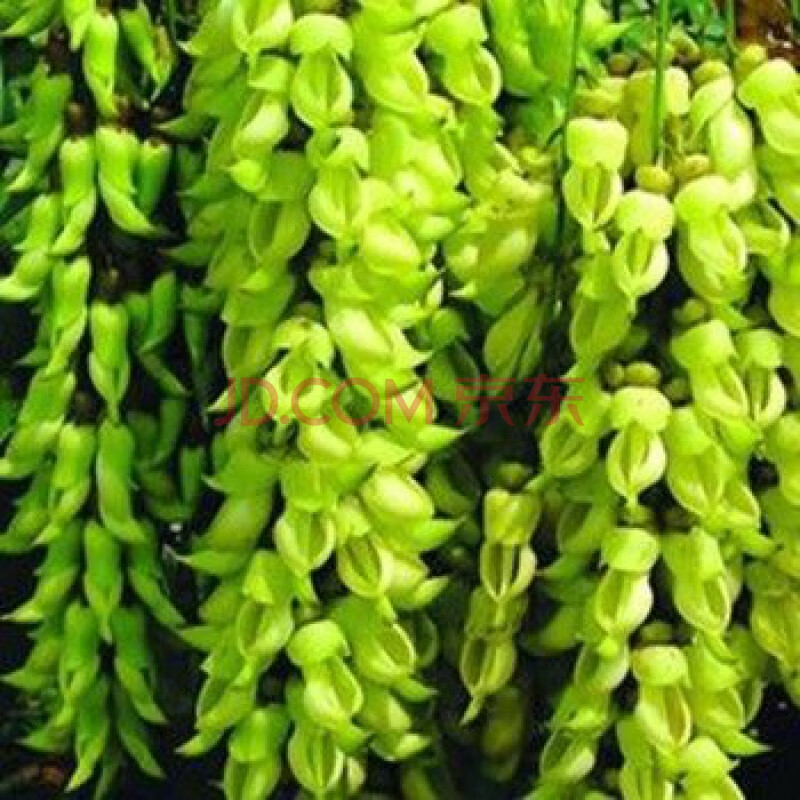 爬藤攀藤植物/常绿油麻藤花苗/禾雀花苗/金黄花油麻藤苗紫藤树苗 绿色
