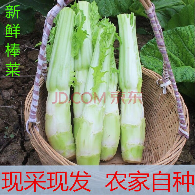 棒菜9斤嬾棒菜【现砍】精选