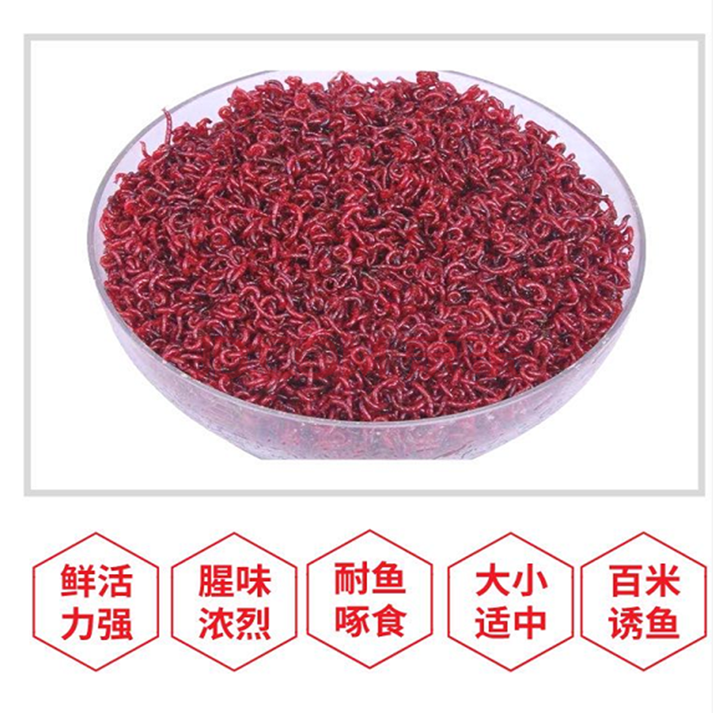 u红虫活体活饵鲜活特大号天津红虫小公虫鱼食拉饵鲫鱼
