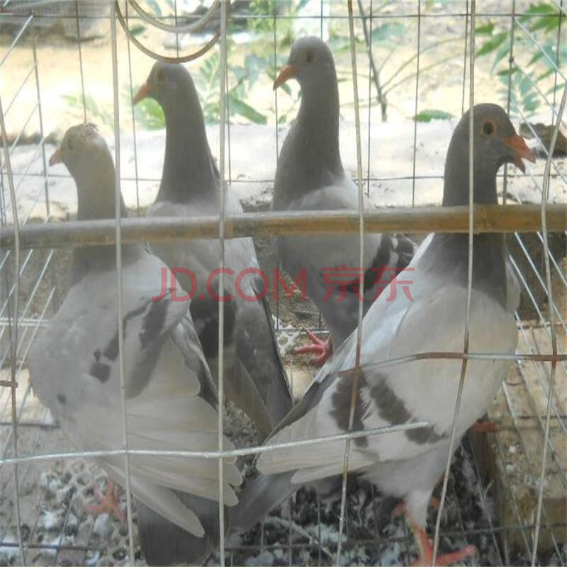 天弗元宝鸽子活体一对种青年观赏公斤肉大体元宝种鸽成年三四斤重