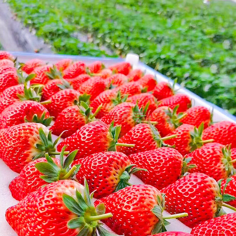 【顺丰空运】丹东99牛奶草莓新鲜3斤奶油红颜大草莓当季水果九九礼盒5