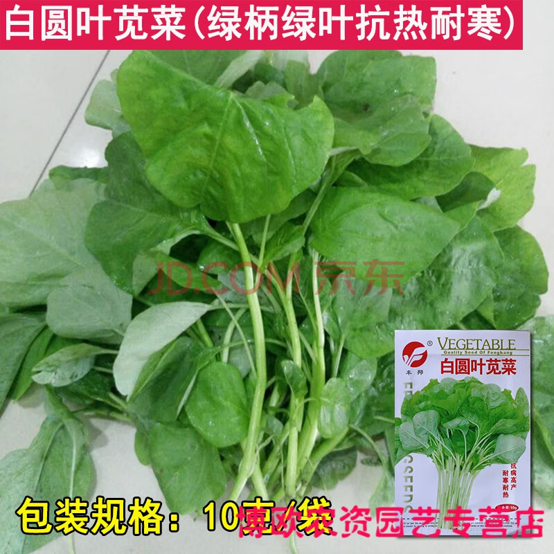 花红圆叶苋菜种子四季农家菜绿苋菜红苋菜美味可口汗菜蔊菜种籽孑 白