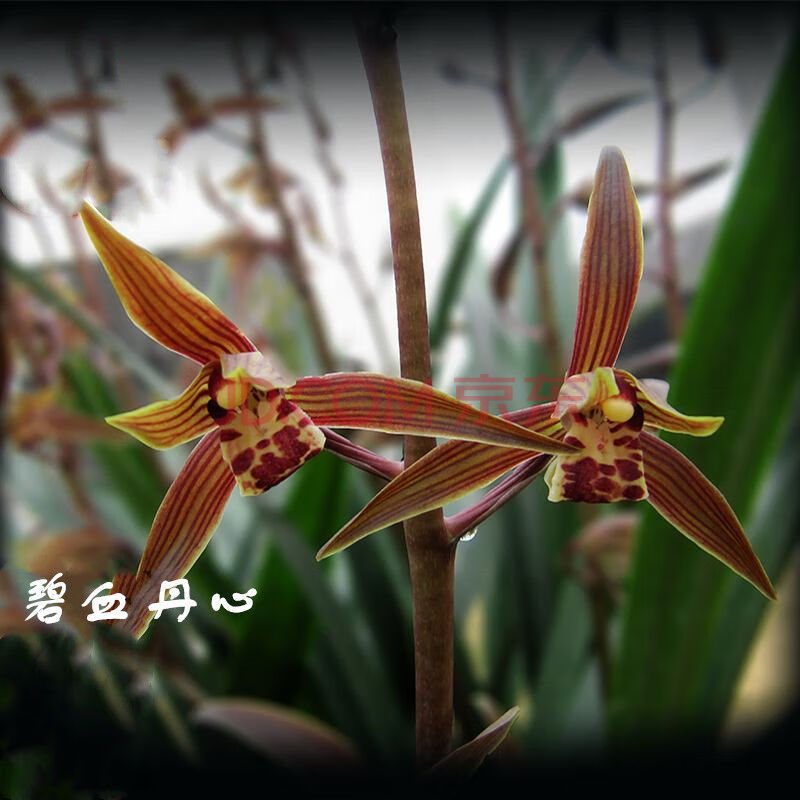 特香兰花盆栽建兰春兰墨兰室内绿植花卉好养盆栽兰草 墨兰碧血丹心 5