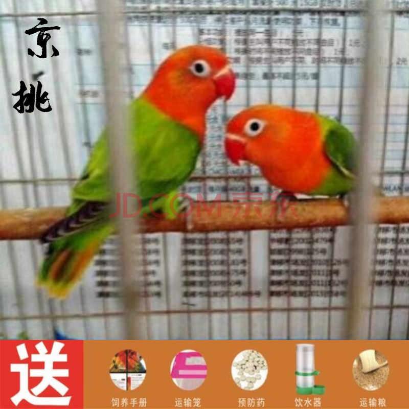 凤鹦鹉活体说话鸟手玩鸟活体绿金丝牡丹鹦鹉2只一公一母新手大礼包