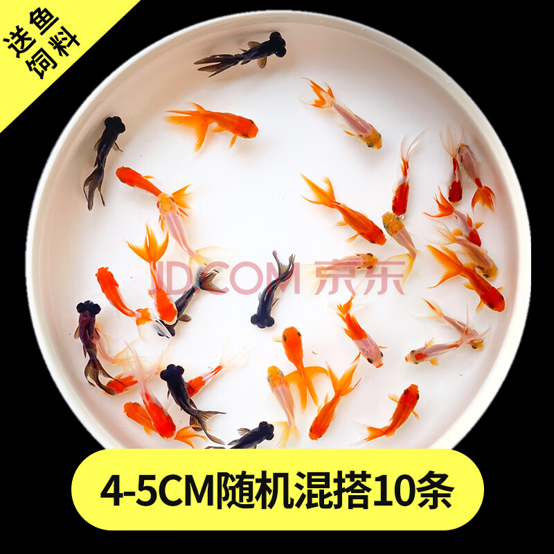 中大型金鱼风水鱼家养水族馆宠物鱼现货-岚黛 4-5cm混搭金鱼10条 小鱼