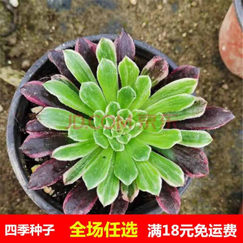 高端美杜莎法师欧佳丽美杜莎多肉水墨画美娅维纳斯红颜法师绿茶锦金丝
