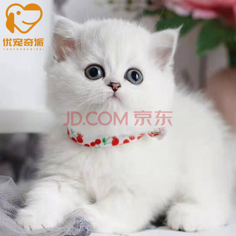 【30天质保】纯种宠物英短猫幼猫英国短毛猫金渐层活体蓝幼猫异国短毛