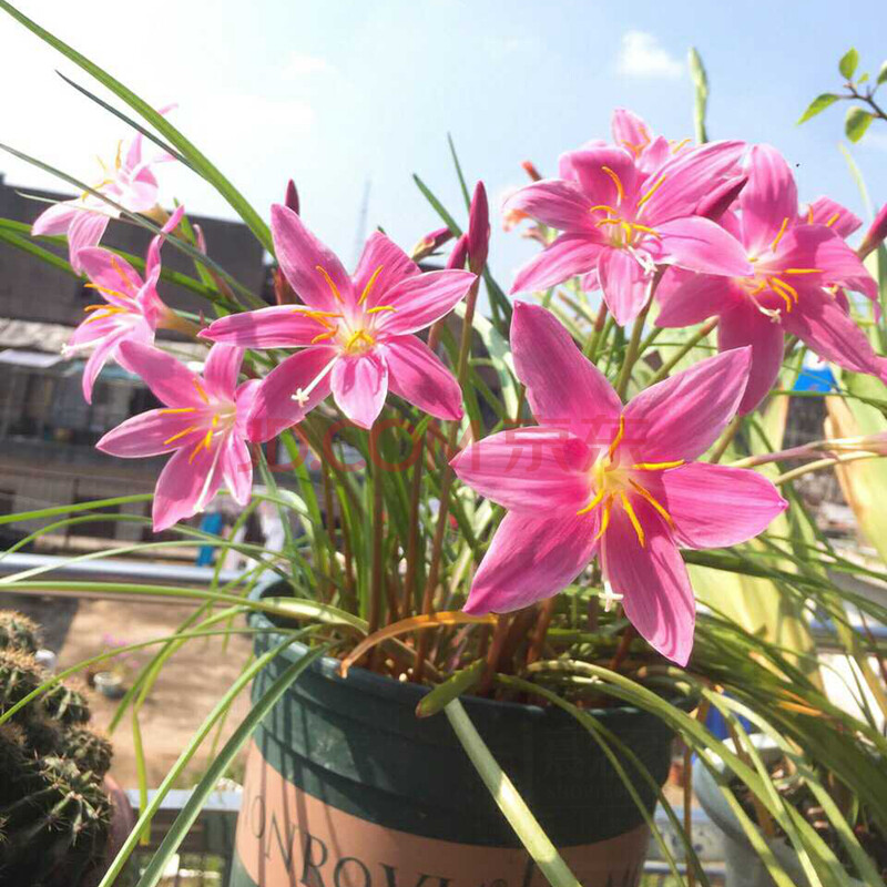 宅品风雨兰种球盆栽花卉葱兰韭兰花苗植物开花新鲜易活绿植球根种子