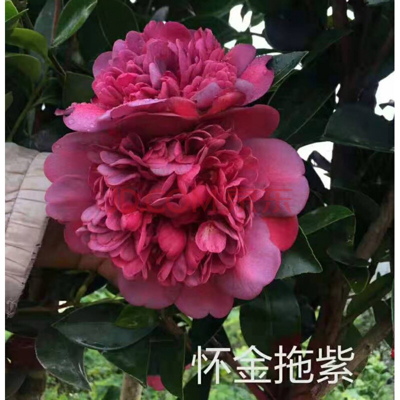 沭之美 四季茶花盆栽新品种重瓣型山茶花夏梦系列开花不断四季带花苞