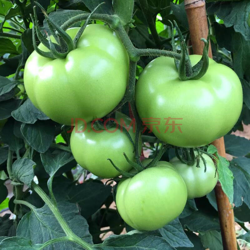 现摘5斤装青西红柿新鲜蔬菜孕妇酸绿未成熟生番茄青番茄绿番茄 三斤
