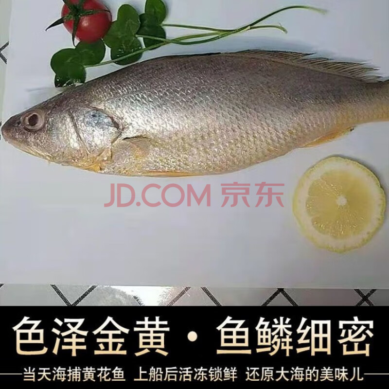 顺丰直达 海鲜黄鱼黄三春子鱼三牙鱼鸡种鱼不包冰新鲜