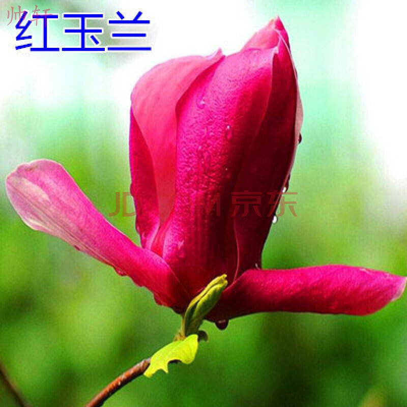帅轩 玉兰树苗紫玉兰苗红玉兰黄玉兰树苗娇红一号玉兰