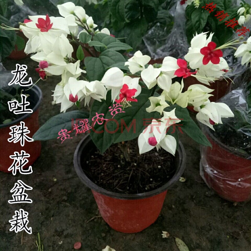 白龙 红龙40cm各2棵(不带花苞)