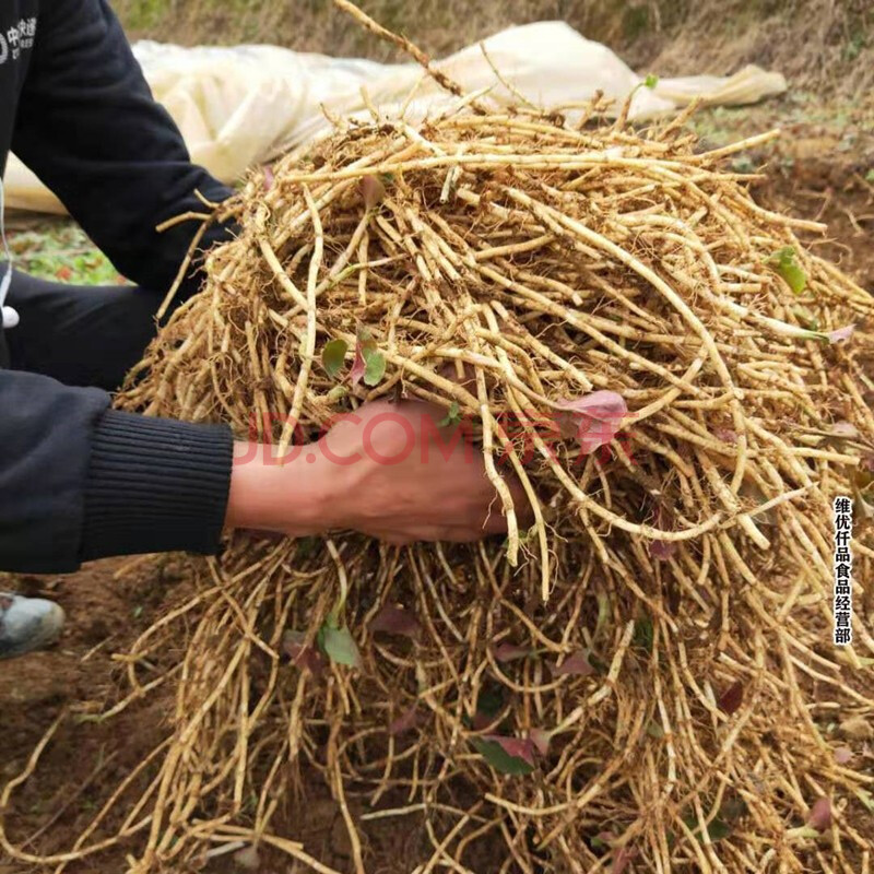 蔬菜 根茎类 俏背篓 新鲜折耳根 嫩芽儿嫩尖嫩叶现挖折耳嫩根节节根 3