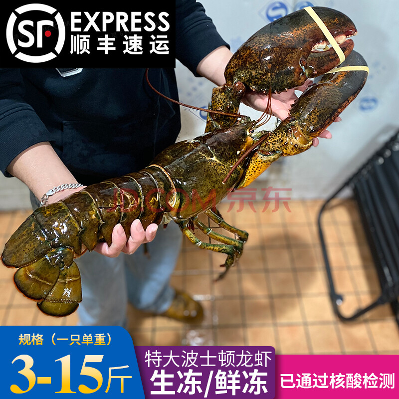 特大15斤波龙海鲜澳洲澳龙鲜活冷冻5斤顺丰 来伊份 4750g 50-115cm