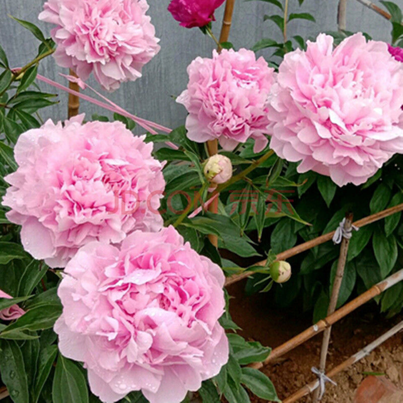 【精选】芍药花苗重瓣带芽大根块四季开花多年生阳台庭院浓香观花盆栽