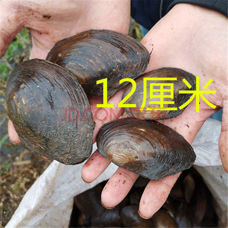 河蚌新鲜活体 食用河蚌蛤蜊河蚌肉河蚌海巴子带壳3只 腾旺纳跃 12厘米