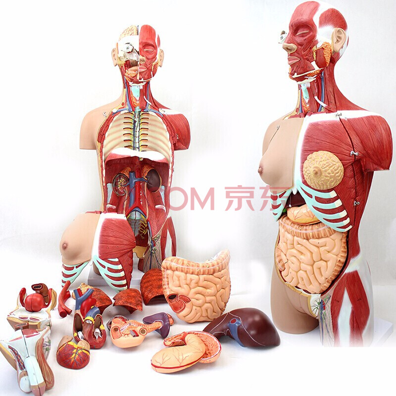 medical model)医学85cm人体器官解剖内脏结构器肌肉人体模型 85cm