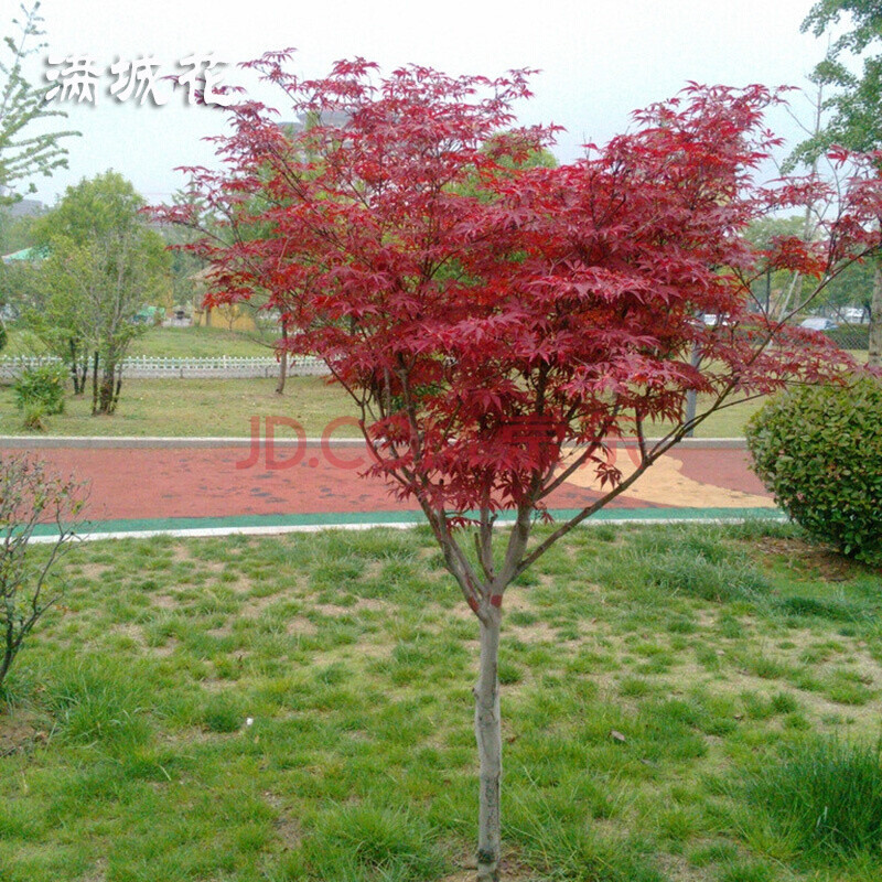 红枫苗 庭院植物 日本红枫苗 红丝带红枫树苗 美国红枫树苗 带土发货
