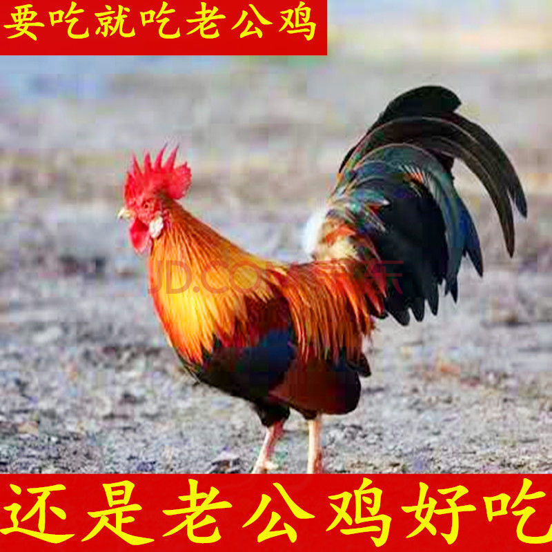 顺丰直达 农家散养山东大公鸡新鲜宰杀大公鸡土鸡笨公鸡鸡肉 纯粮400