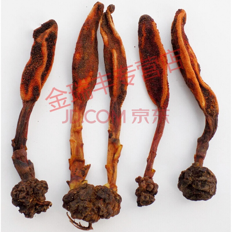 西藏特产回春草半斤阳元草肾阳草续阳草硬劲草顶天柱归阳草泡酒料