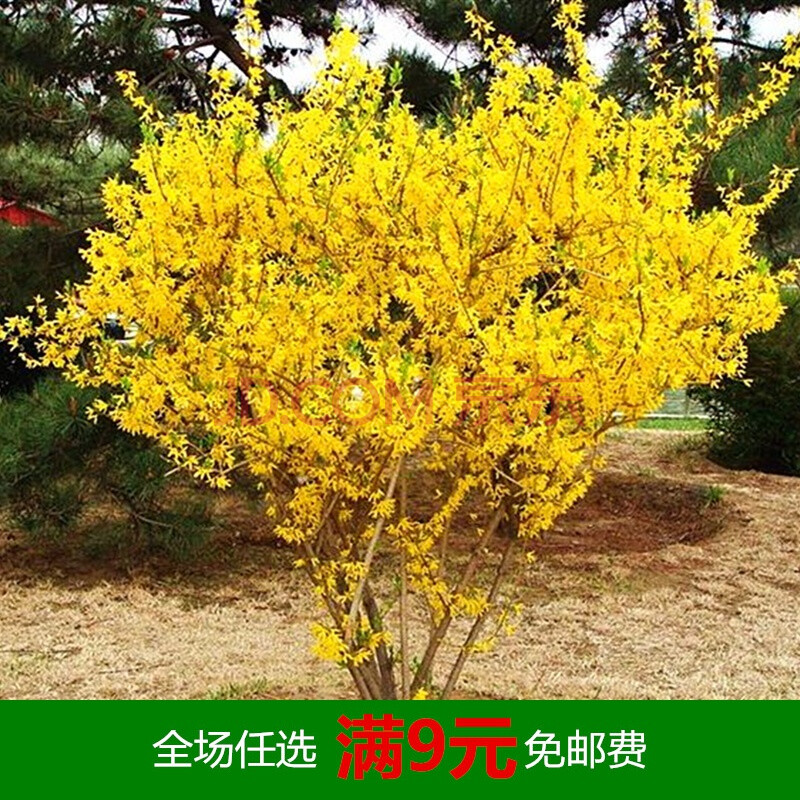 金腰带连翘花盆景绿植盆栽庭院花园观花迎春花植物黄老虎金钟花苗 4年