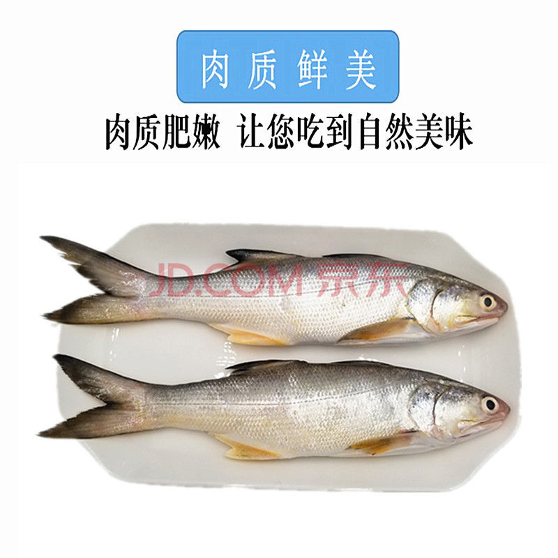 海捕午鱼马友鱼深海水产新鲜急冻午笋鱼肉质鲜美细嫩