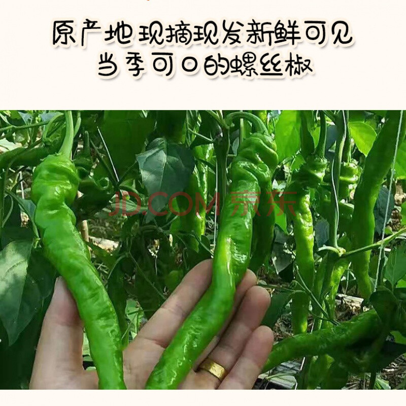 皱皮螺丝椒(特辣) 1斤(尝鲜价)