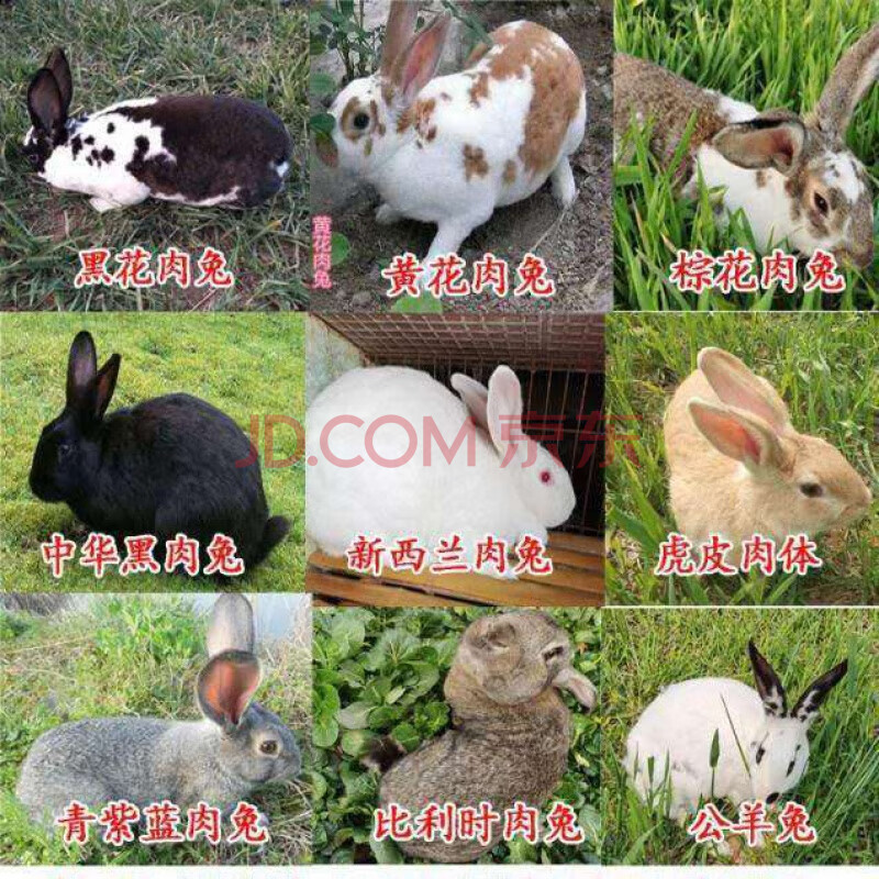 兔子活体月月兔小白兔花巨兔大型肉兔兔子活物肉兔繁殖组可长20斤随机