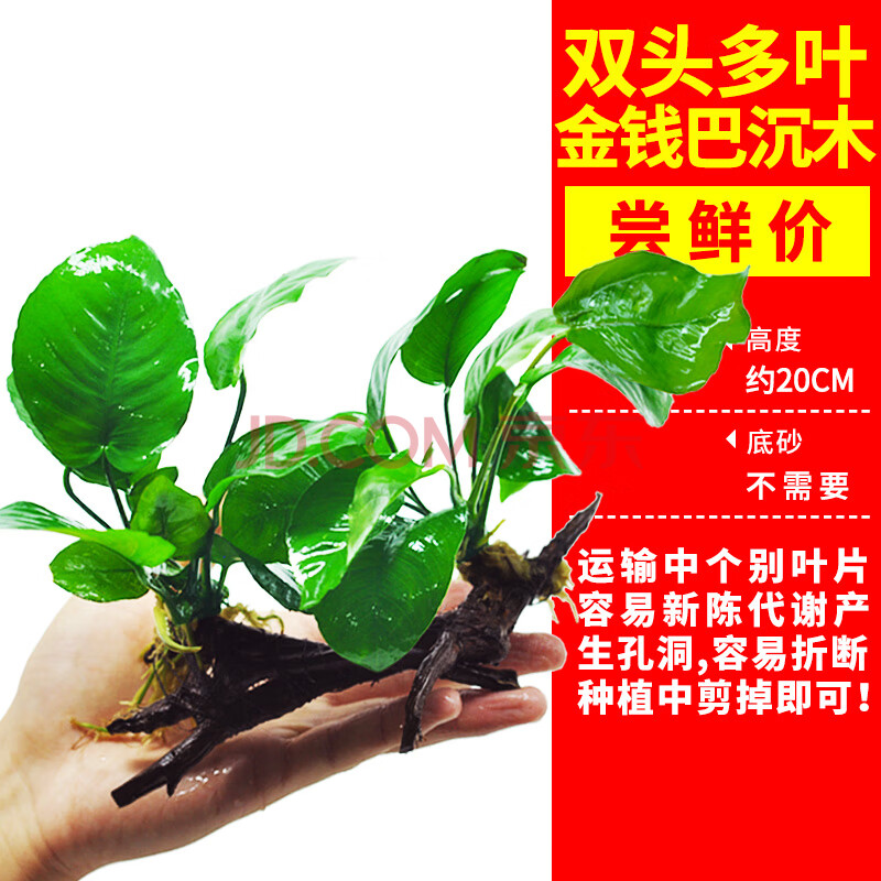 水草植物真草增氧懒人水榕沉木椰壳细叶铁鹿角铁皇冠水草鱼缸造景