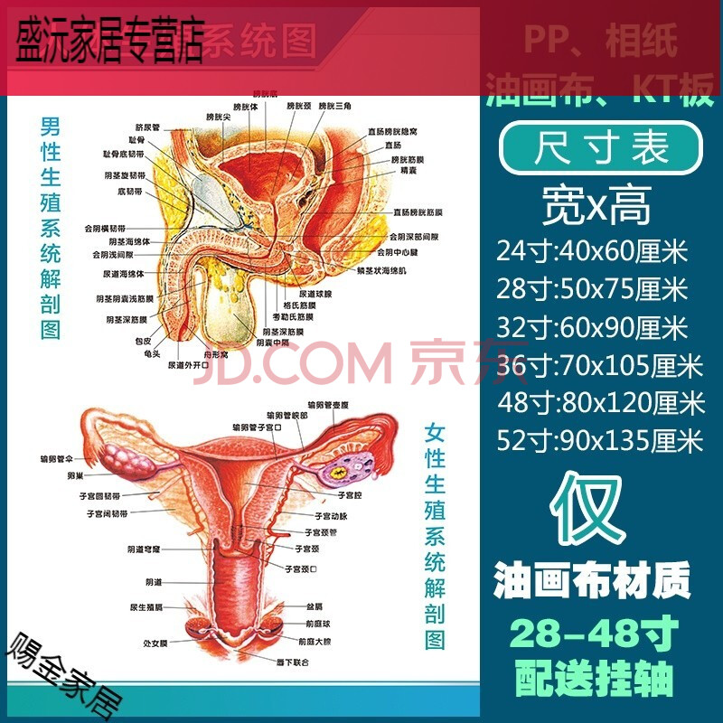 人体解剖彩色学骨骼结构图神经肌肉五脏六腑淋巴示意解刨器官挂图