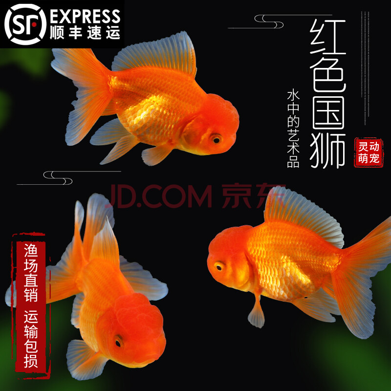顺丰金鱼活体小金鱼冷水好养小型观赏鱼鱼苗淡水招财风水鱼金鱼活体泰