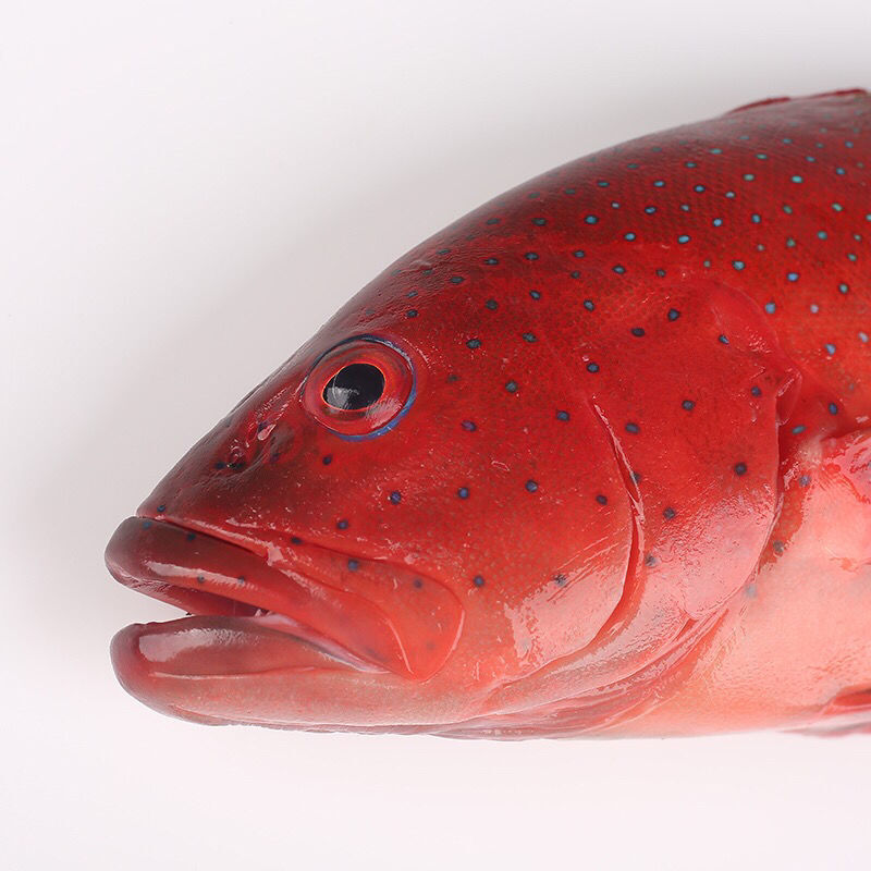 每日现捕新鲜活海鲜小东星斑红石斑鱼 2条约2.5斤 东星石斑鱼
