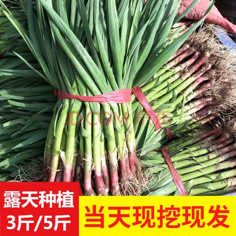 s级】20年新鲜蒜苗1斤3斤5装现挖蒜苗农家自种红皮蒜苗新鲜蔬菜香蒜苗