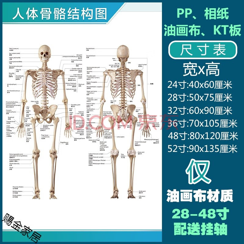 人体解剖彩色学骨骼结构图神经肌肉五脏六腑淋巴示意解刨器官挂图