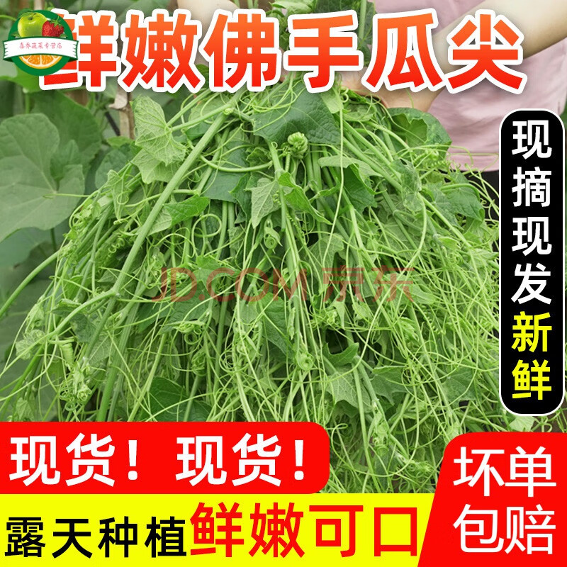 新鲜佛手瓜尖现摘丝瓜尖新鲜蔬菜特产龙须菜食用伏儿瓜尖农家种植 250