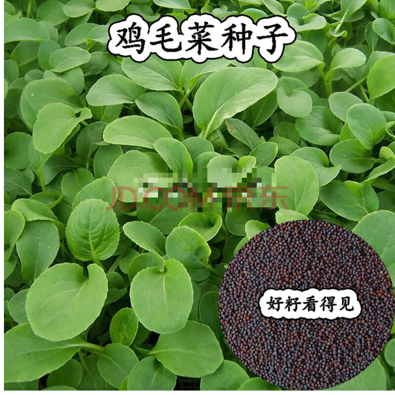 纳格兰奶油小白菜种子四季阳台盆栽小白菜种籽杭白菜毛白菜种子 鸡毛