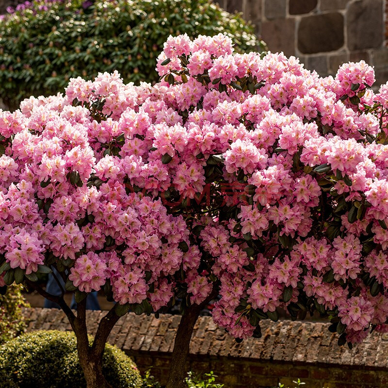 【虹越】2021新品 高山杜鹃花盆栽苗 庭院花园露台常绿花灌木 星光