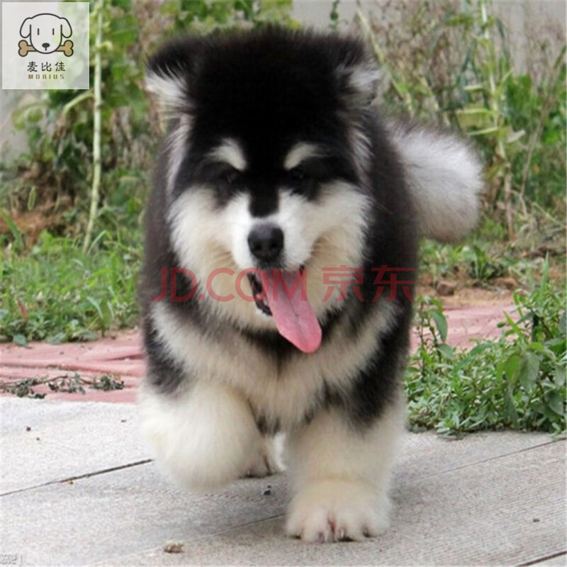 狗狗活体阿拉斯加雪橇犬 纯种精品熊版阿拉斯加 大骨架巨型阿拉桃脸