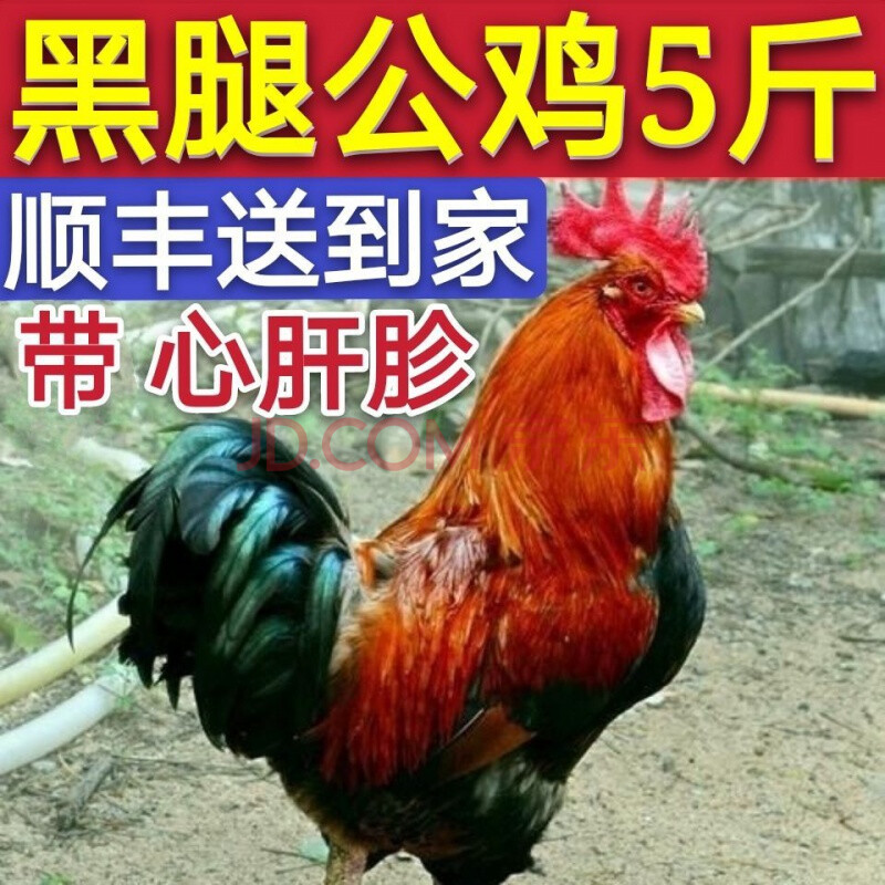 【二年老公鸡】正宗农家宰杀新鲜鸡肉整只 味滋源 当年黑腿大公鸡杀后